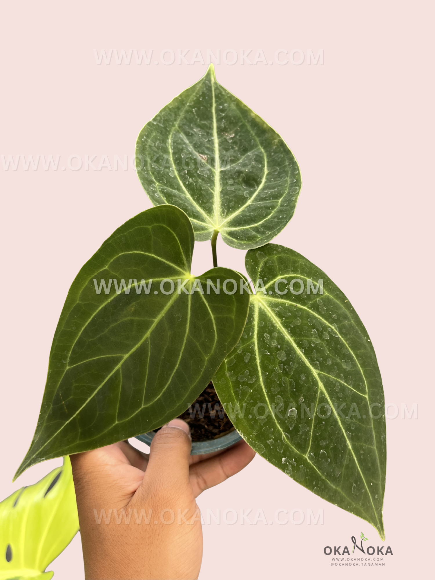 Close-up of Anthurium Hybrid Norte dark green leaves with bright prominent veins, held in hand against soft pink background.