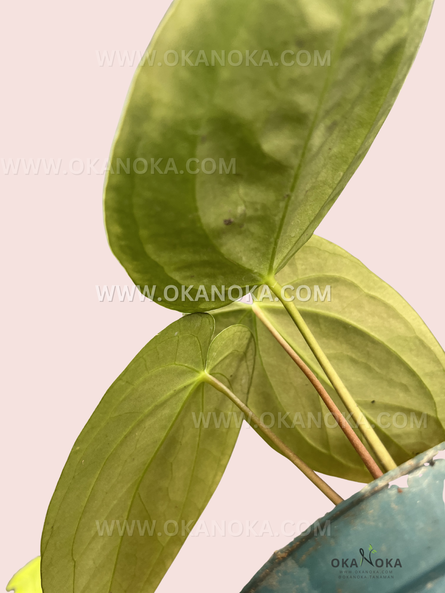 Overhead view of Anthurium Hybrid Norte showing veined dark green leaves in a small pot, soft pink backdrop.