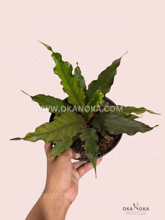 Close-up of Anthurium Hybrid Plowmanii X Hookerii Black foliage showing dark-green leaves with white veins