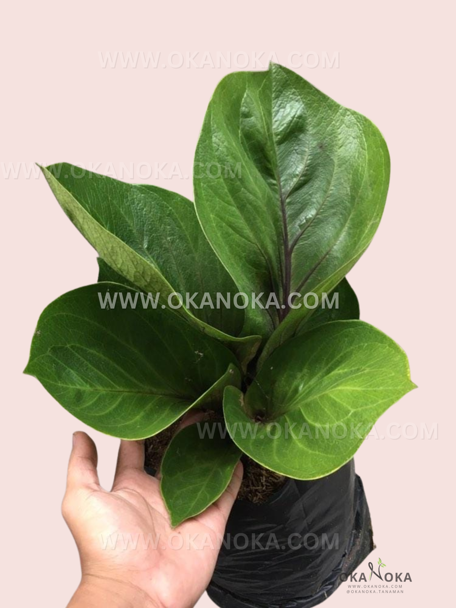 Anthurium Jenmanii Cobra live plant with dark green wavy elongated leaves held in hand, ready for indoor display