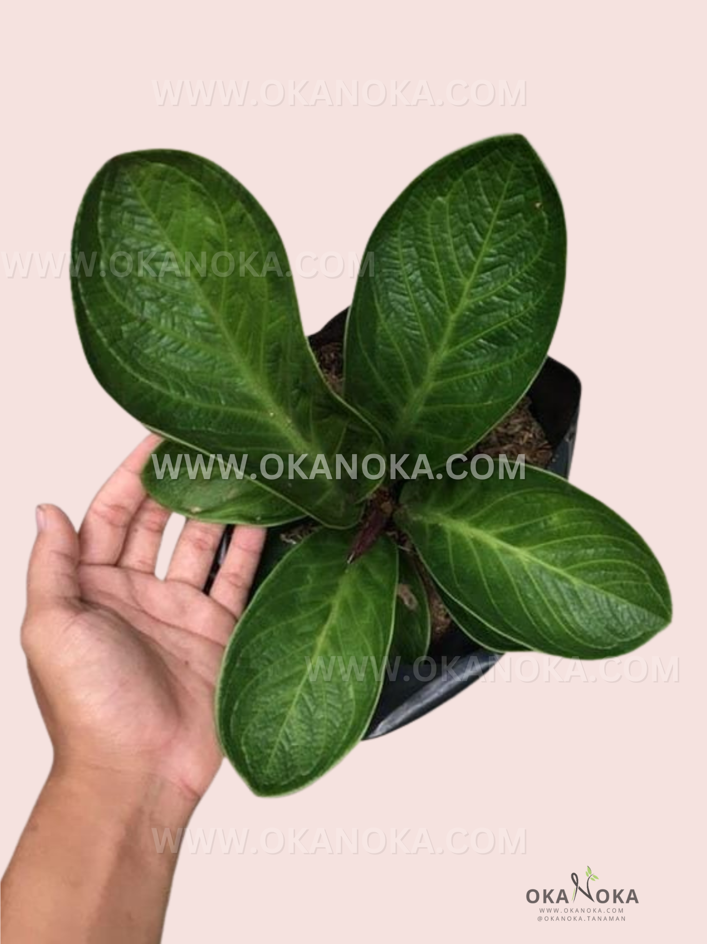 Close-up of Anthurium Jenmanii Cobra live plant with dark green elongated curled leaves, displayed in a black nursery pot, held by hand against a pale pink background.