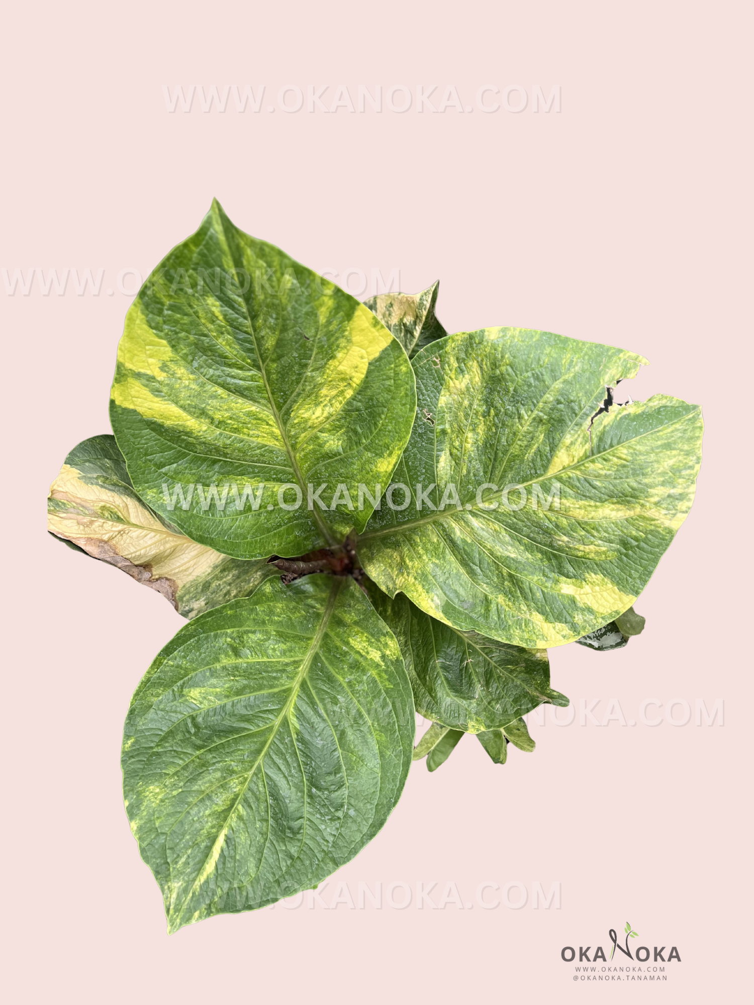 Top view of Anthurium Jenmanii showcasing bright yellow patterns across lush foliage.