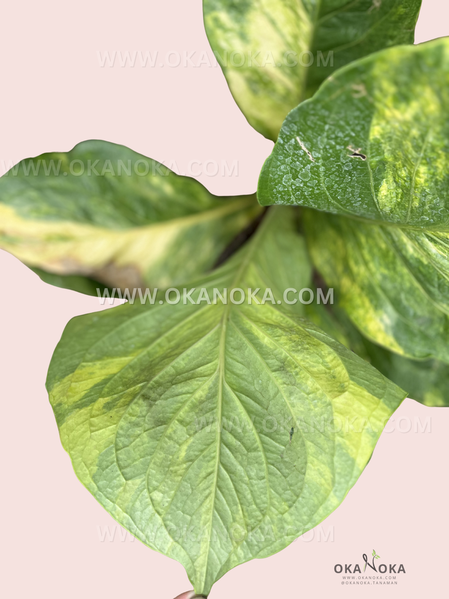 Anthurium Jenmanii Yellow Variegated with detailed leaf texture and vibrant variegation patterns.