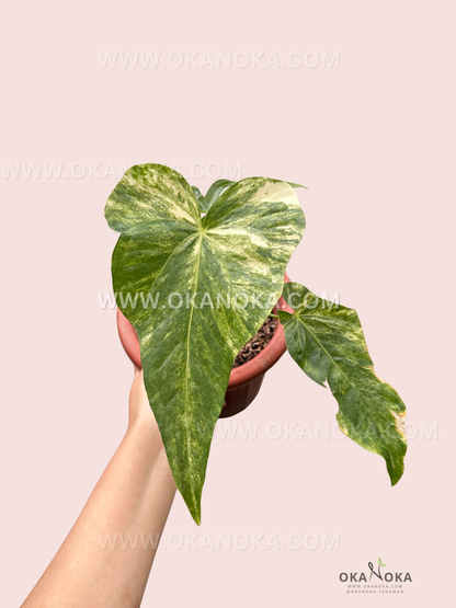 Close-up of variegated Anthurium Pedatoradiatum leaf highlighting unique patterns and texture.