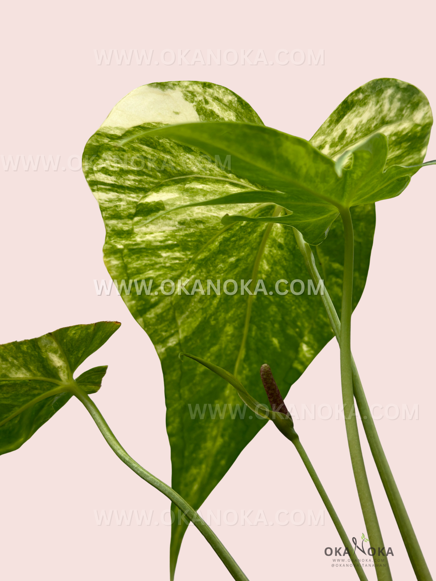 Side view of Anthurium Pedatoradiatum Variegated plant, highlighting lush tropical leaves and variegation.