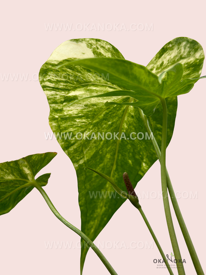 Side view of Anthurium Pedatoradiatum Variegated plant, highlighting lush tropical leaves and variegation.