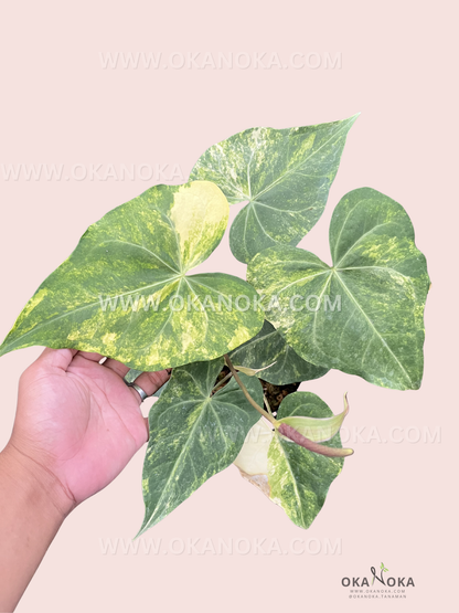 Hand holding Anthurium Sweet Love Variegated plant with heart-shaped leaves showing green and yellow variegation on light pink background.