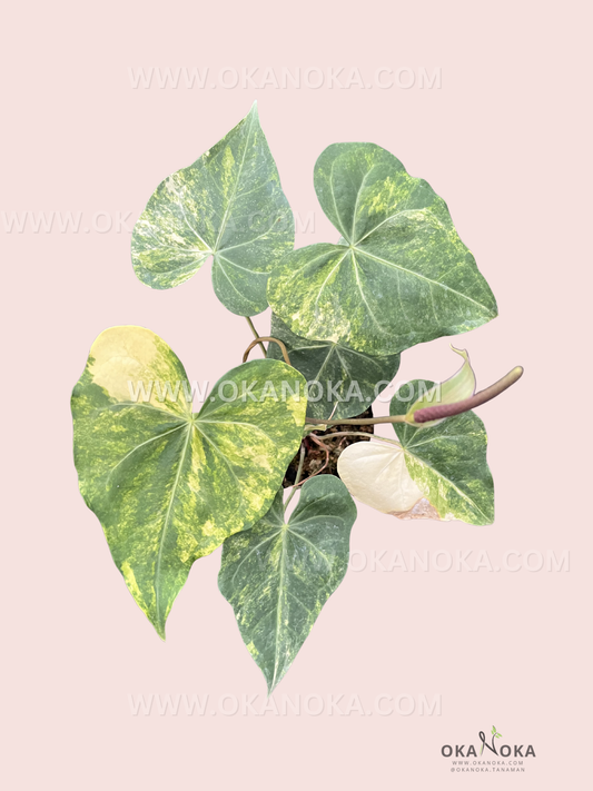 Close-up view of Anthurium Sweet Love Variegated plant showing heart-shaped leaves with green and yellow variegation, glossy tropical foliage.