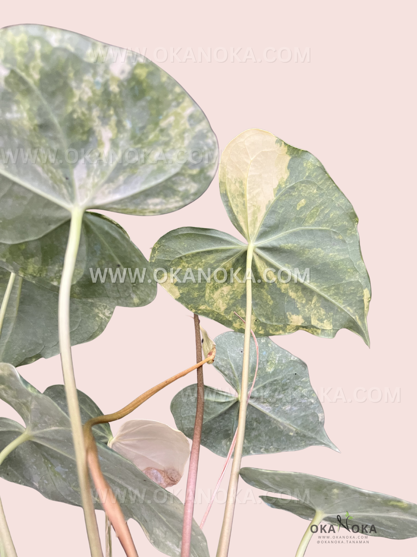 Anthurium Sweet Love Variegated
with detailed leaf texture and vibrant variegation patterns.