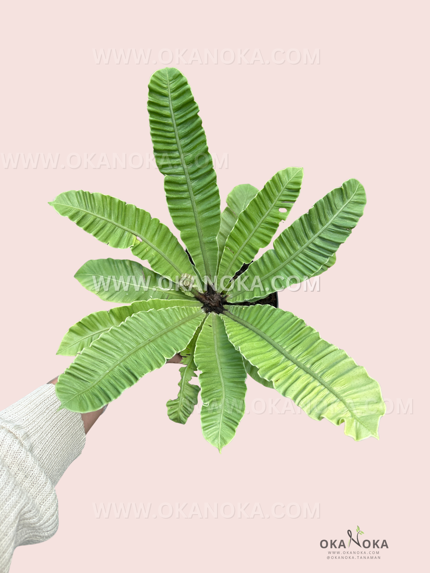 Hand holding a lush Asplenium Nidus Irian Silver Wing bird’s nest fern with bright silver-green wavy fronds against a soft pink background.