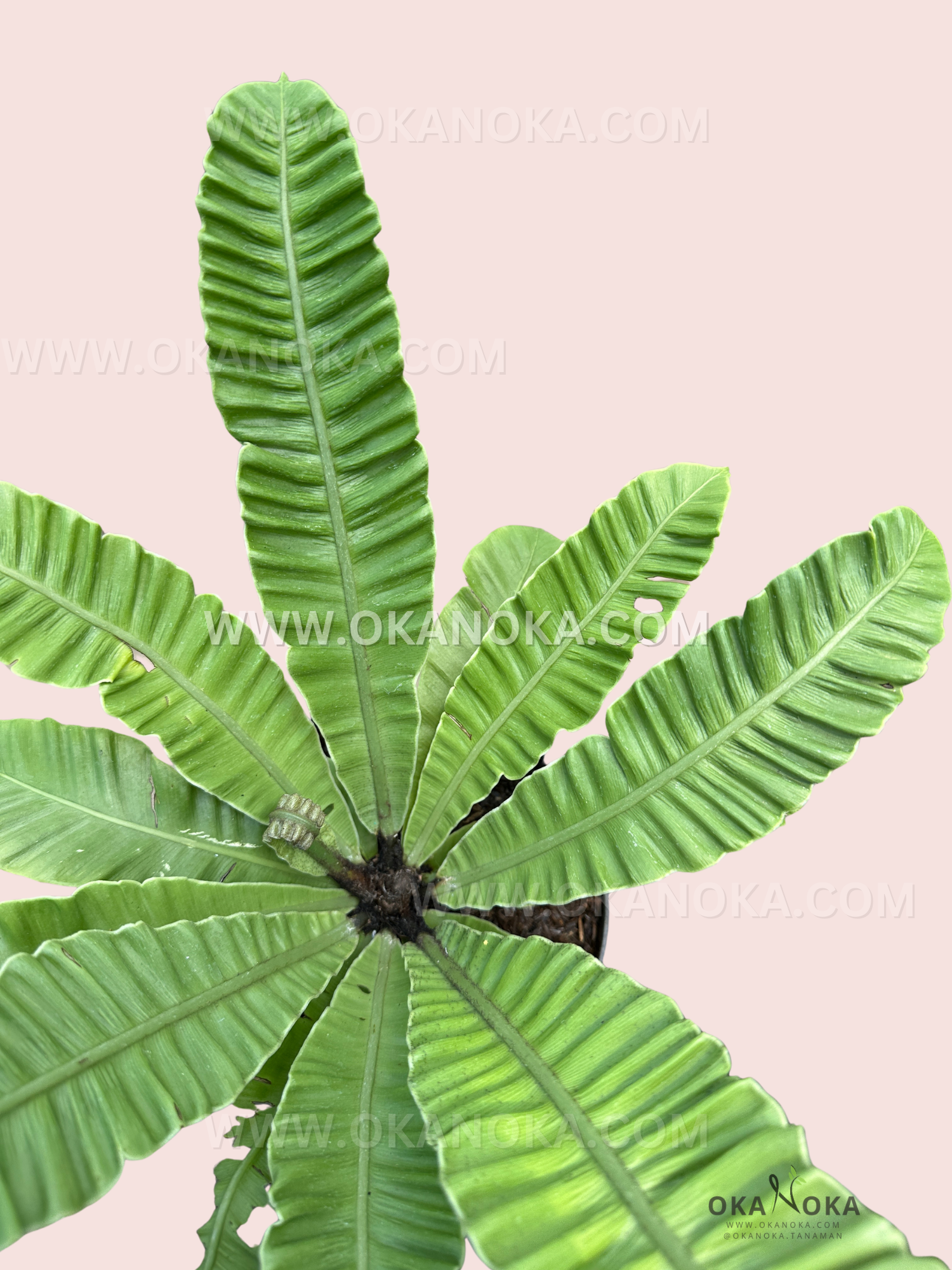 Top view of Asplenium Nidus Irian Silver Wing showing vibrant green fronds with subtle silver variegation in a black plastic pot, hand holding plant.