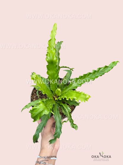 Close-up of Asplenium Nidus Victoria vibrant green fronds in a decorative pot, showing detailed ridged texture.