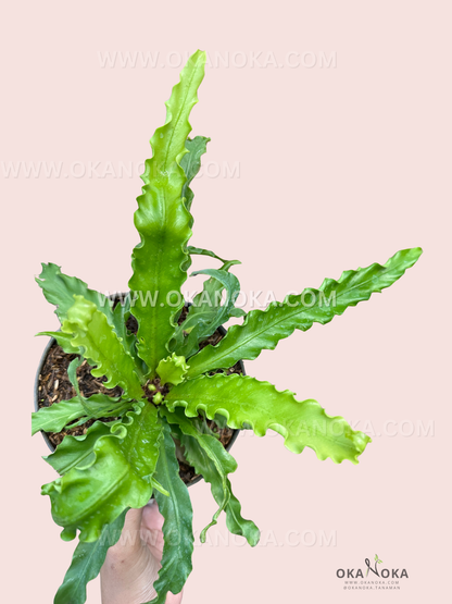 Hand holding Asplenium Nidus Victoria showing size and lush green fronds in detail.