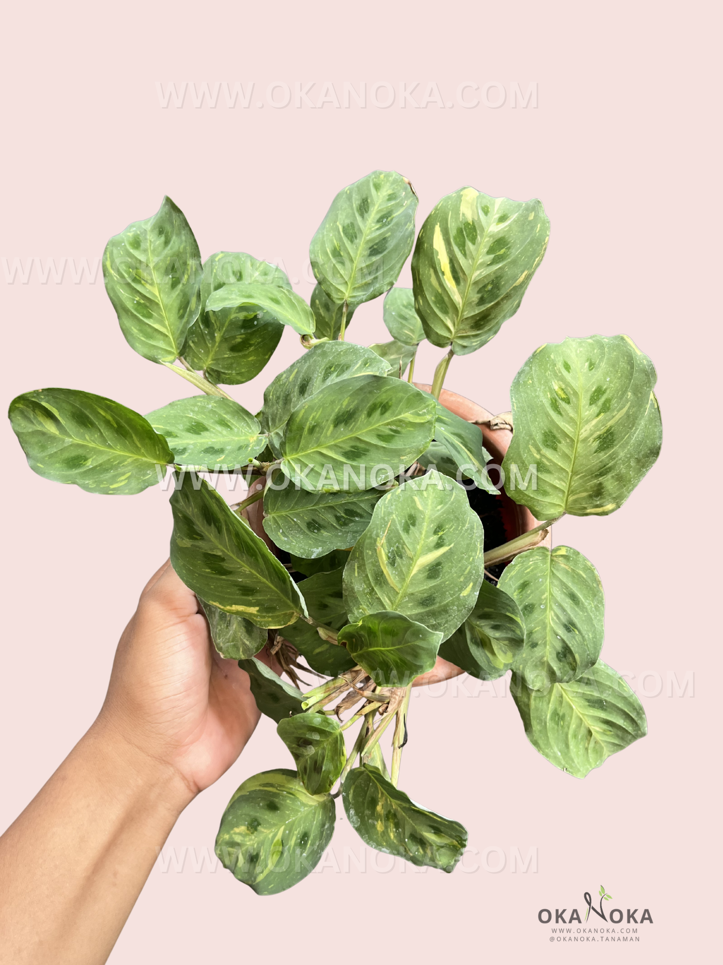 Top view of lush Calathea Lenovero Leuconeura Kerchoviana Variegated leaves with vivid patterns and texture.