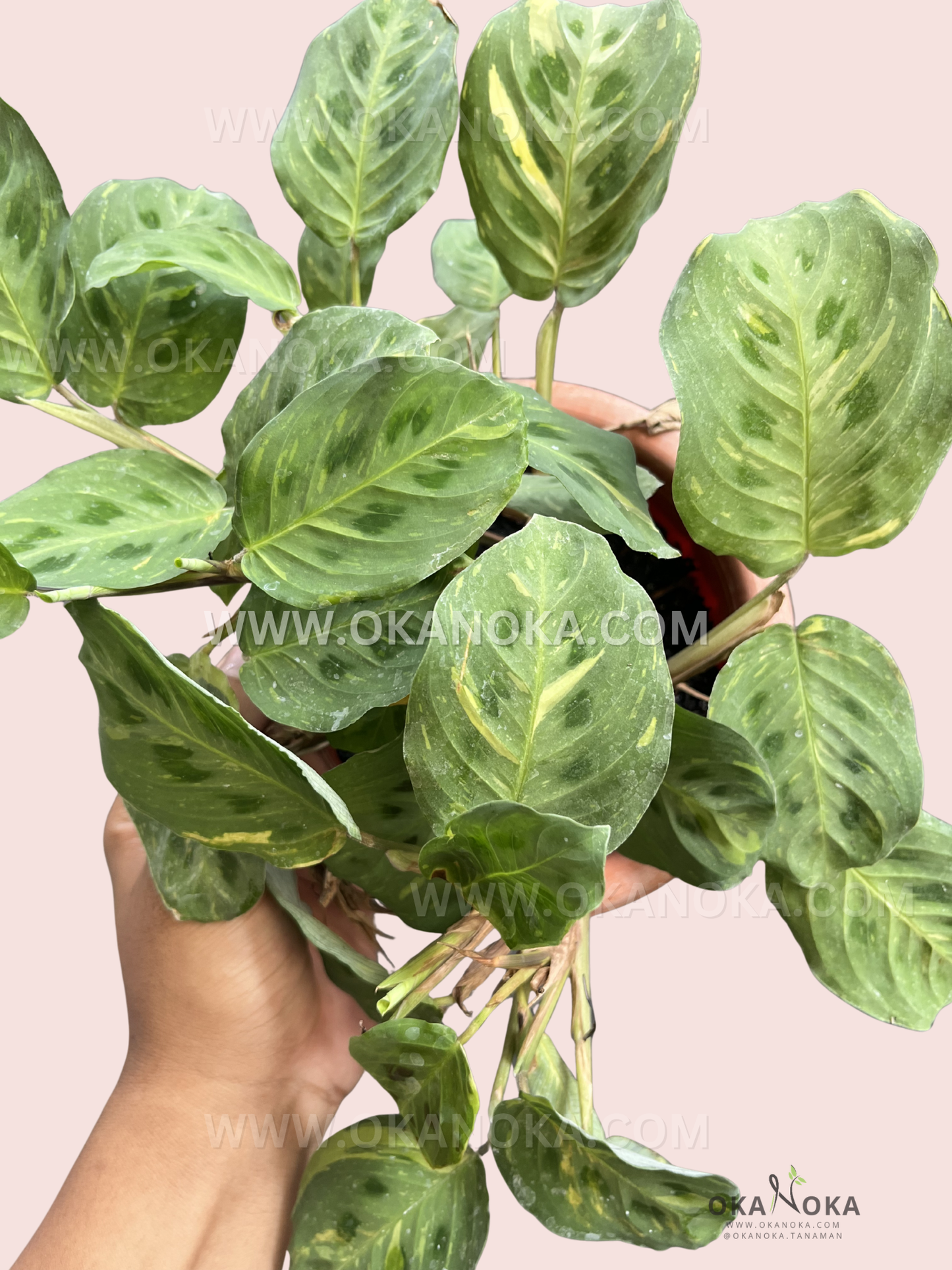 Indoor houseplant Calathea Lenovero Leuconeura Kerchoviana Variegated displayed for home décor inspiration