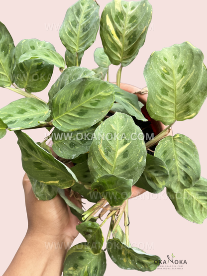 Indoor houseplant Calathea Lenovero Leuconeura Kerchoviana Variegated displayed for home décor inspiration