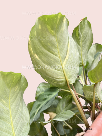 Detailed shot of individual Calathea Lenovero leaf with intricate variegation and smooth texture