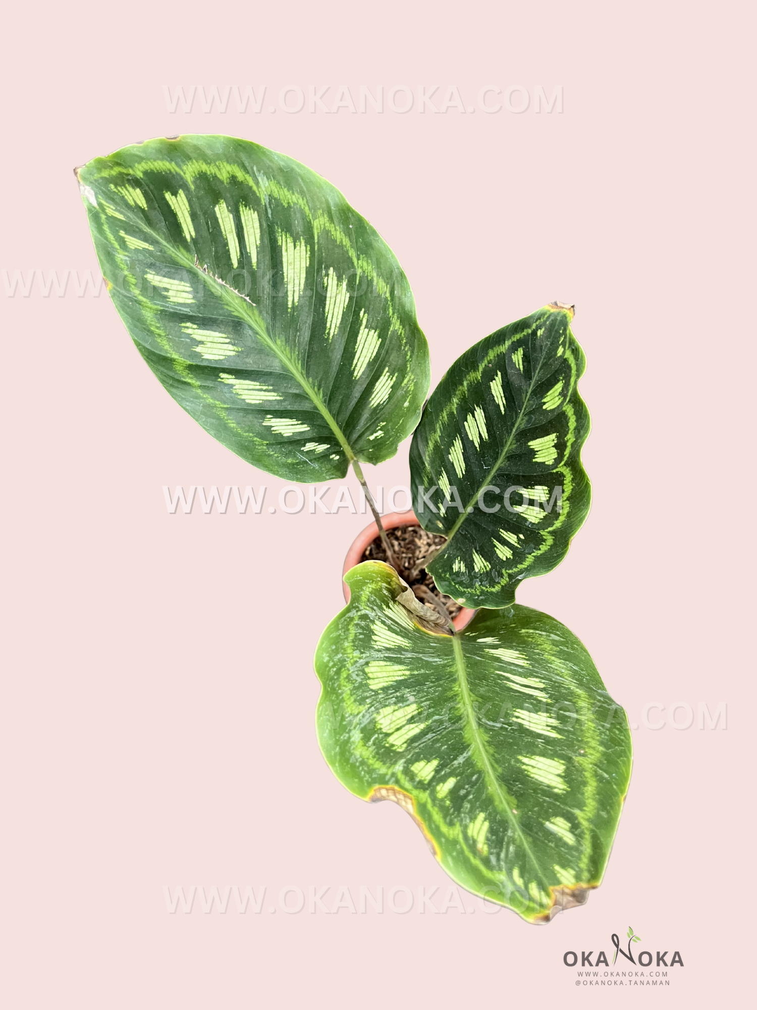 Close-up of Calathea Libbyana leaves showcasing lime-green feather-like vein patterns on dark green foliage.