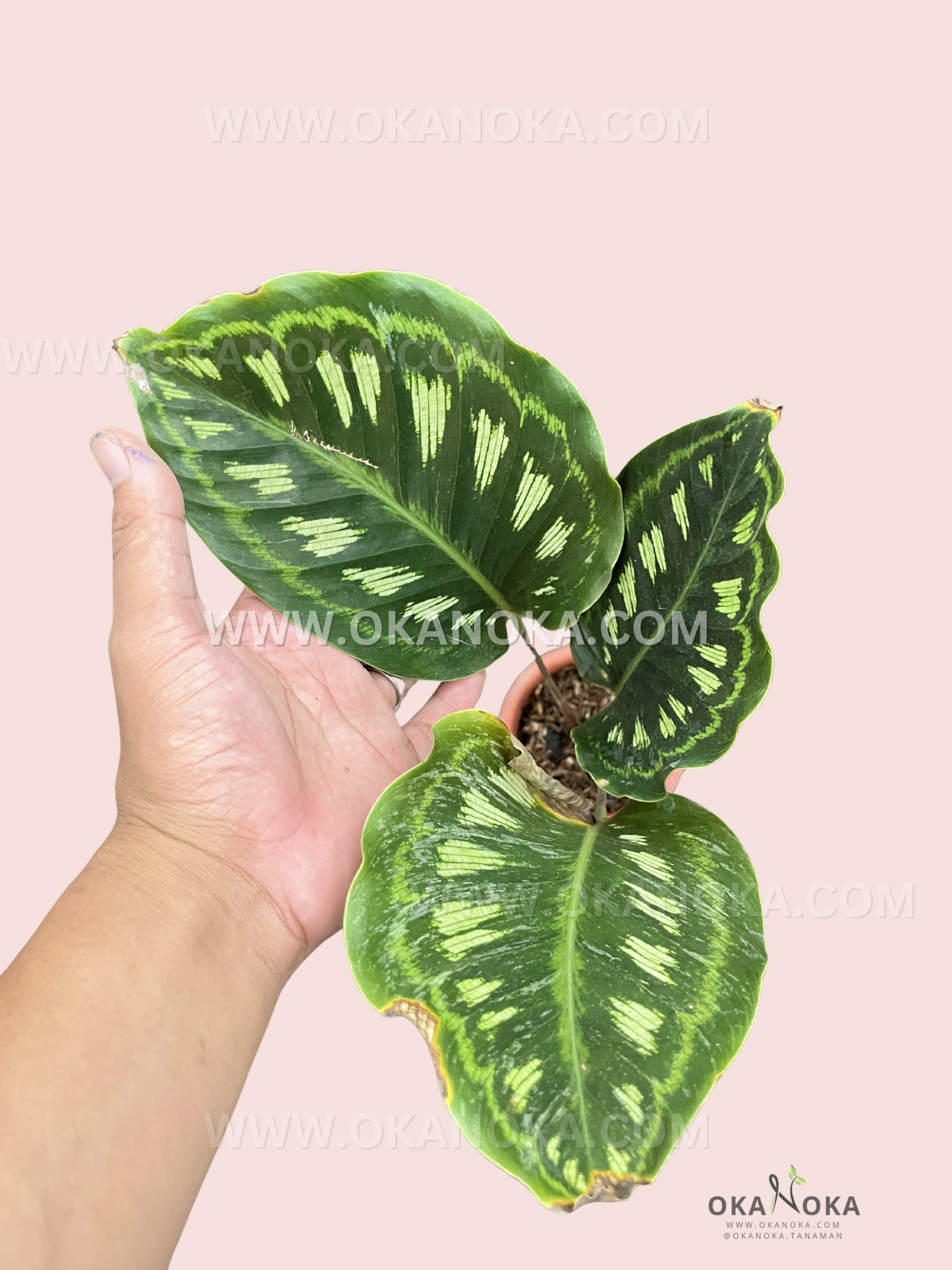 Calathea Libbyana live plant in hand showing deep green leaves with lime-green intricate vein details.