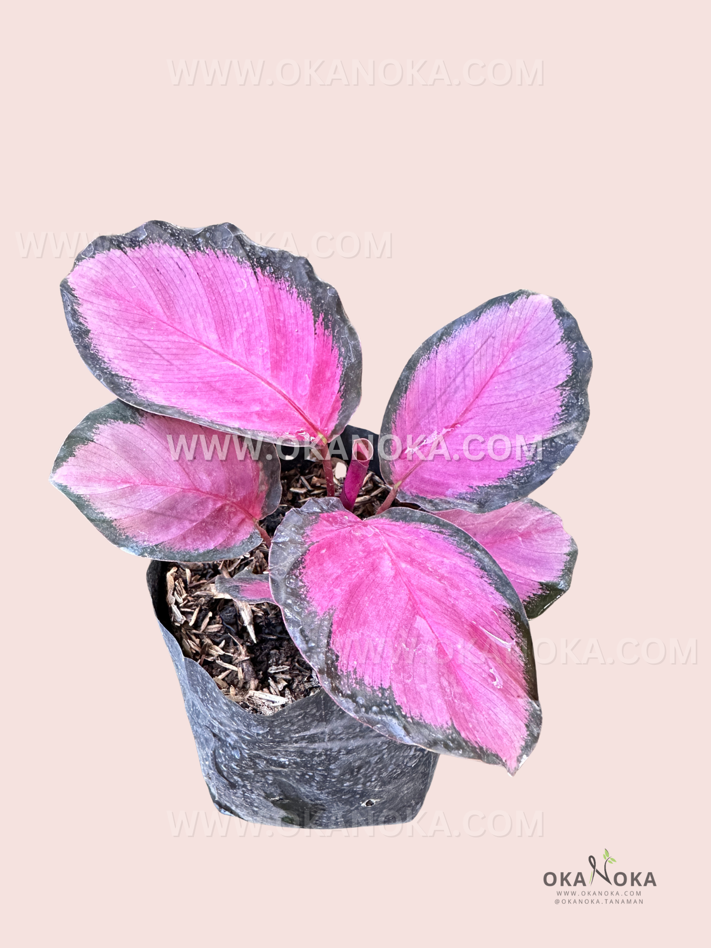 Calathea Roseopicta Crimson live plant in black nursery bag showing vibrant crimson and green patterned leaves, held in hand over pink background