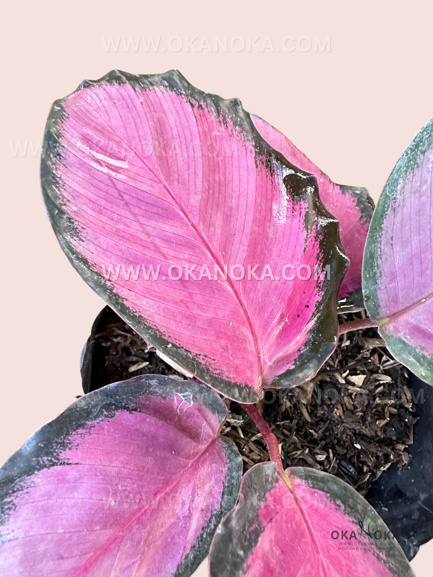 Indoor tropical plant Calathea Roseopicta Crimson with heart-shaped pink and green leaves in a nursery pot.