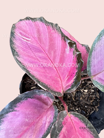 Indoor tropical plant Calathea Roseopicta Crimson with heart-shaped pink and green leaves in a nursery pot.