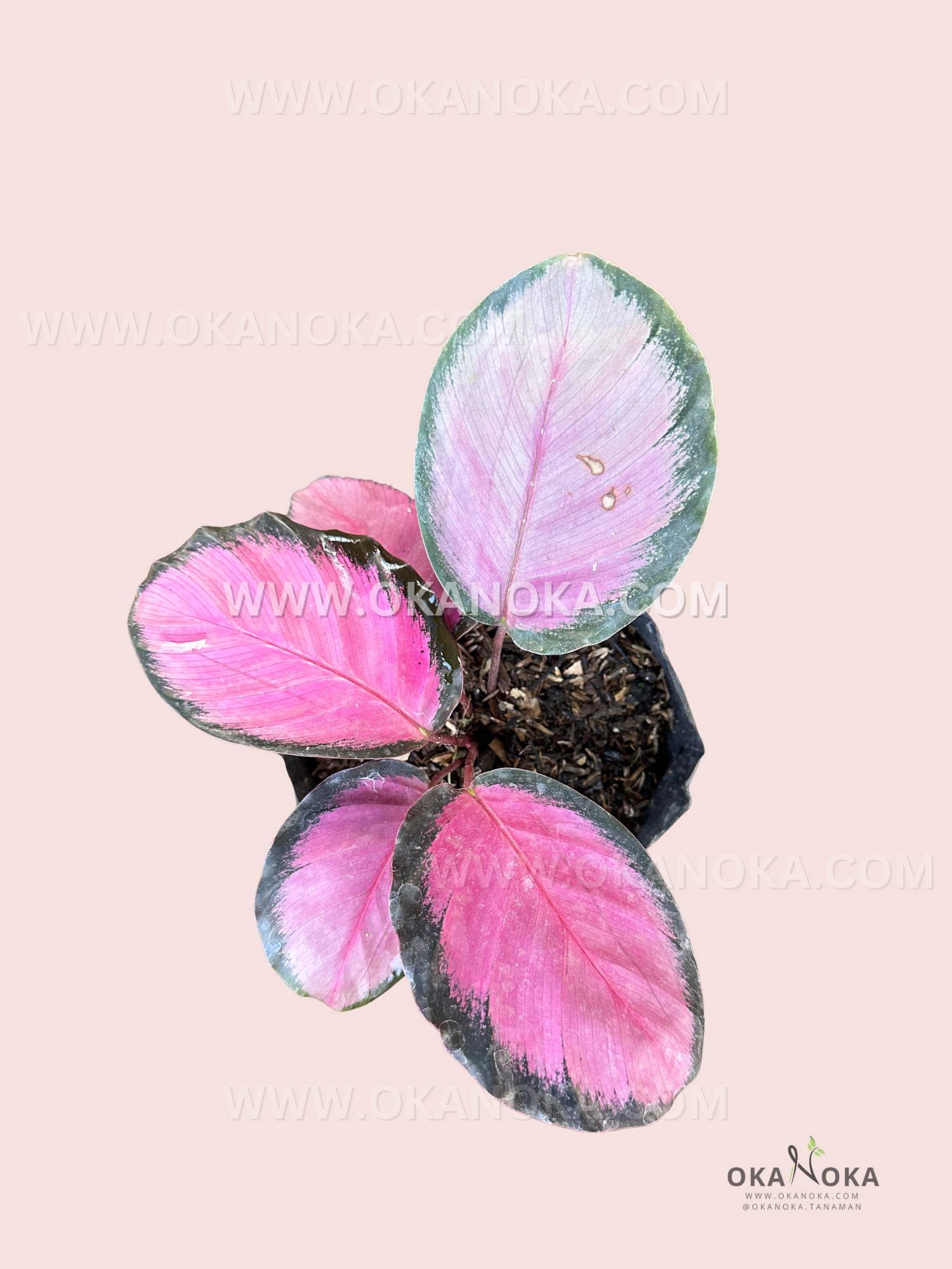 Healthy Calathea Roseopicta Crimson plant displaying vivid pink leaves with dark margins against a neutral background.
