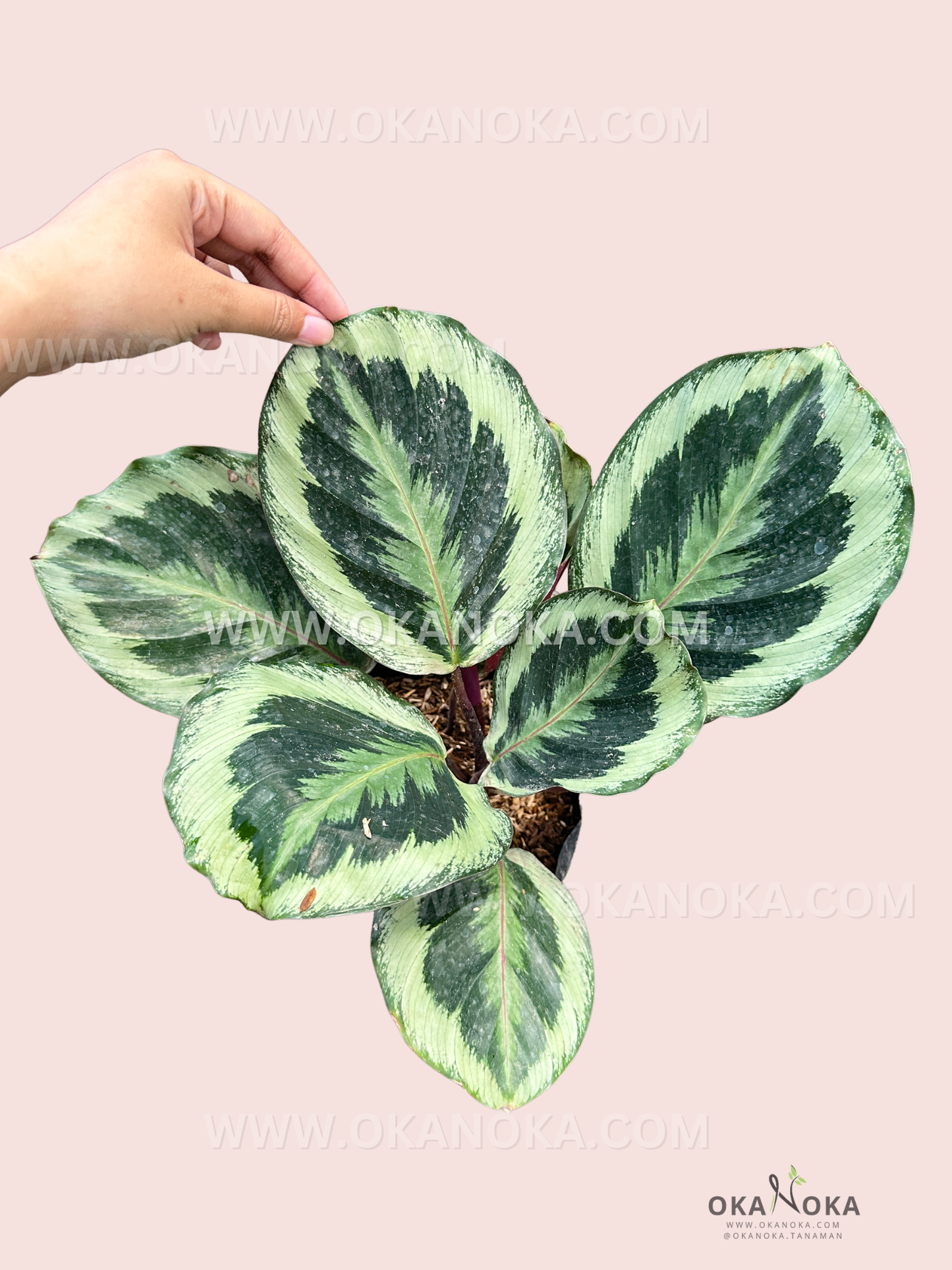 Calathea Roseopicta Marion live tropical houseplant with green leaves and dark patterned edges, held in hand, ideal indoor décor
