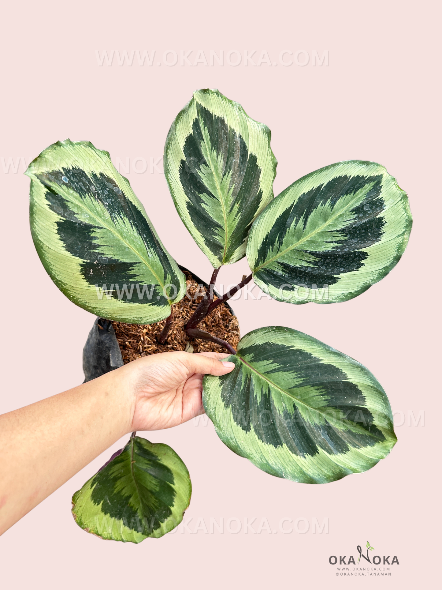 Close-up of Calathea Roseopicta Marion live plant showing green leaves with dark patterned edges, perfect for indoor tropical décor.