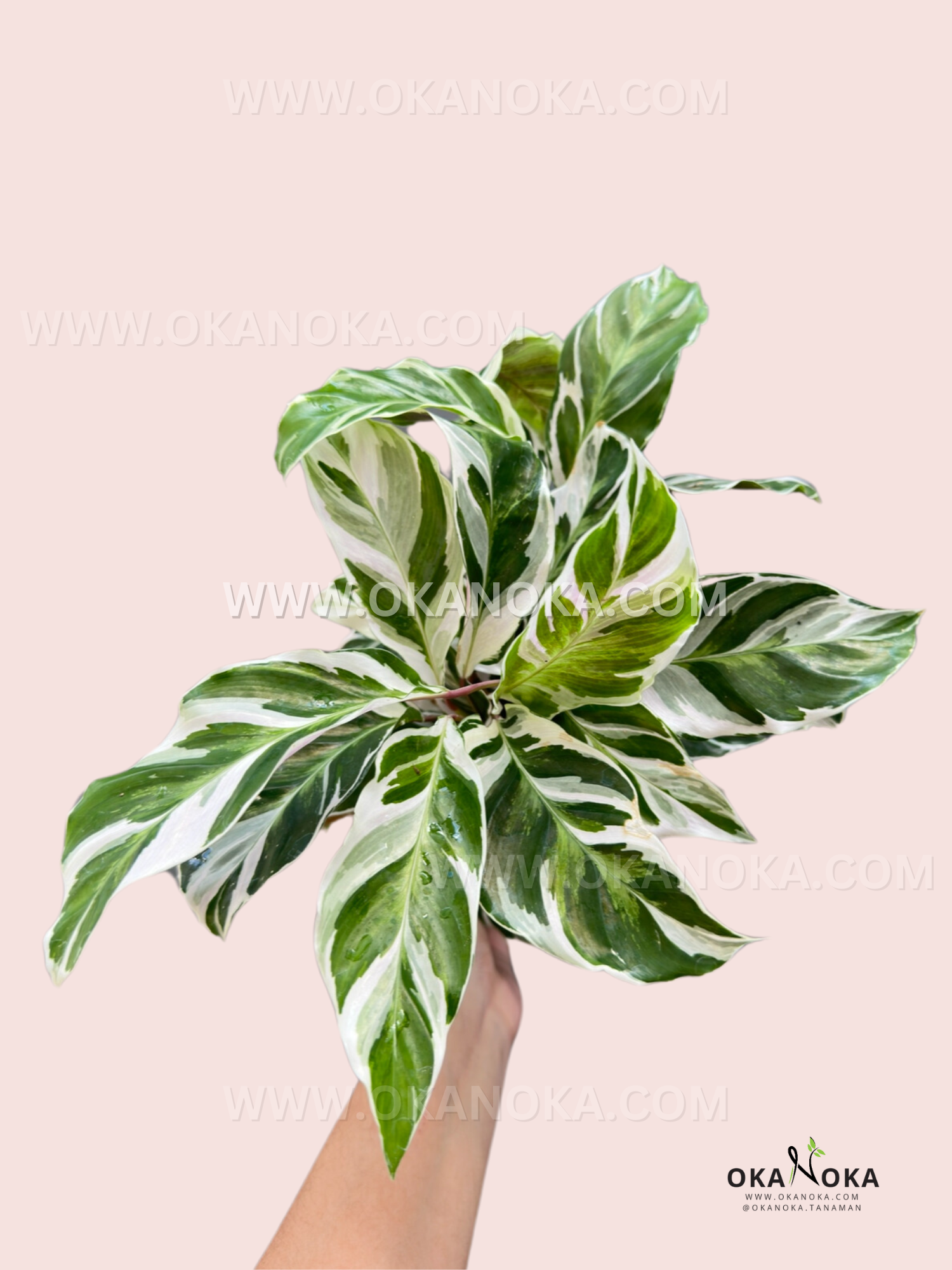 Top view of Calathea White Fusion showing variegated white and green leaves.