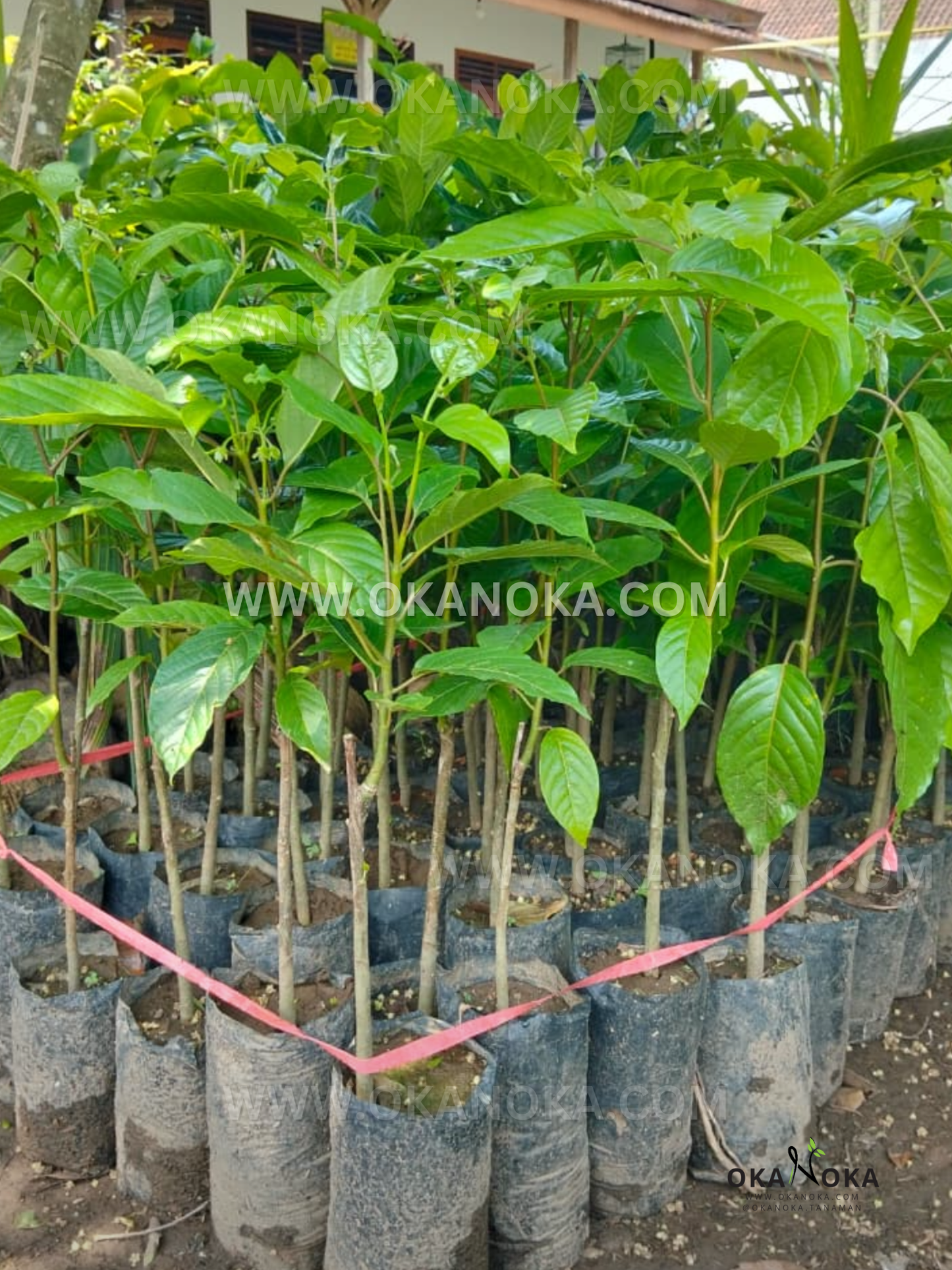 Nursery row of young Cananga odorata Ylang Ylang live plants in black polybags, with slender trunks and glossy green leaves, bordered by red tape and OKANOKA watermark.
