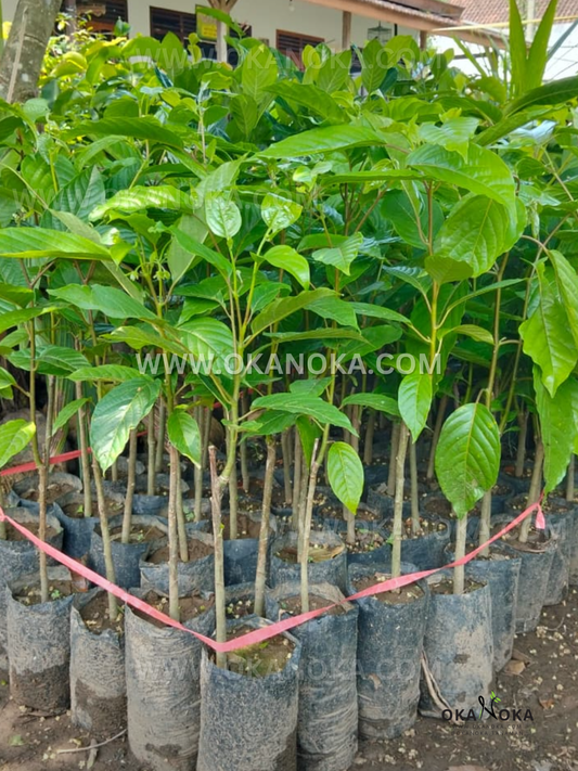 Nursery row of young Cananga odorata Ylang Ylang live plants in black polybags, with slender trunks and glossy green leaves, bordered by red tape and OKANOKA watermark.