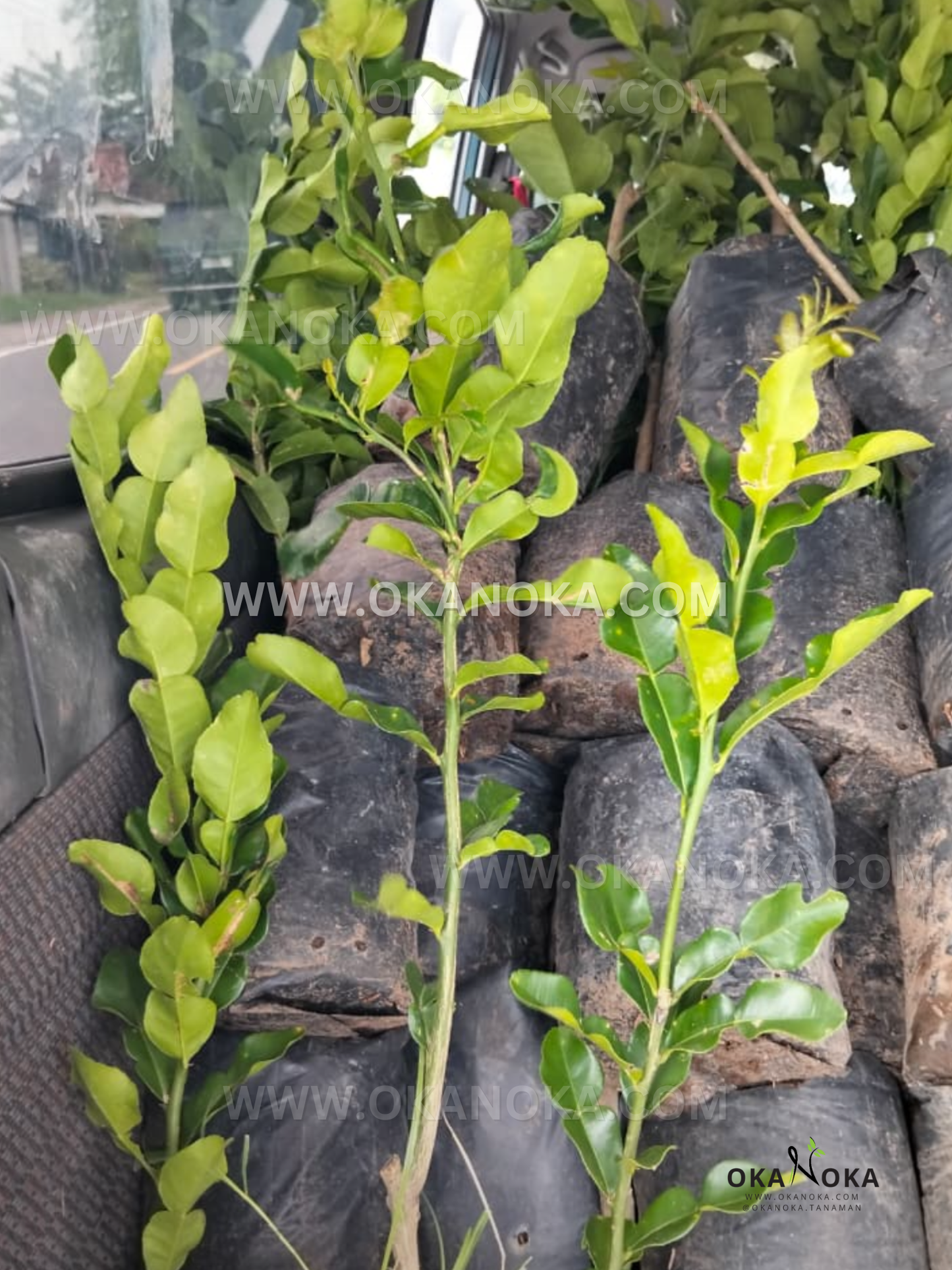 Young Citrus hystrix Kaffir Lime live plants packed in black polybags inside a vehicle, showing upright stems with bright green leaves.