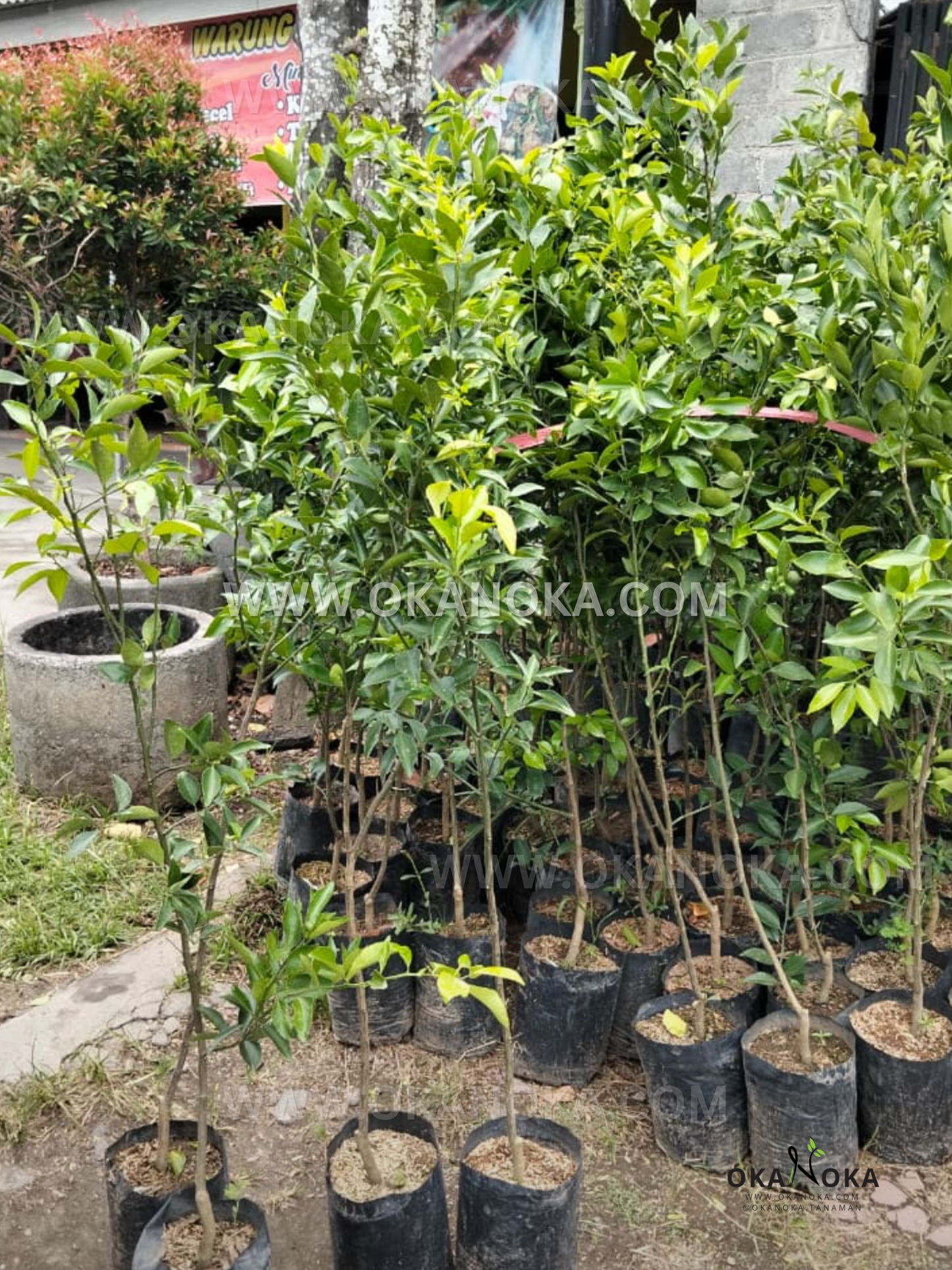 Young Citrus reticulata mandarin tangerine trees in black nursery bags arranged outdoors, showing slender trunks and dense clusters of glossy green leaves.