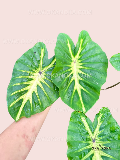 Close-up of water droplets on Colocasia White Lava's striking foliage.