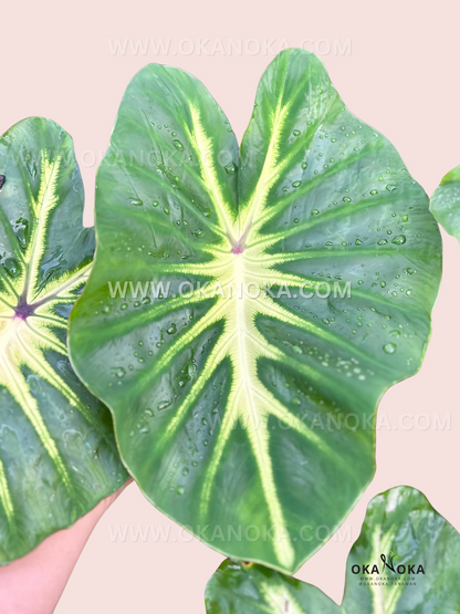 Colocasia White Lava leaves with glossy green surfaces, bold white centers, and purple veins, held against a soft pink background.