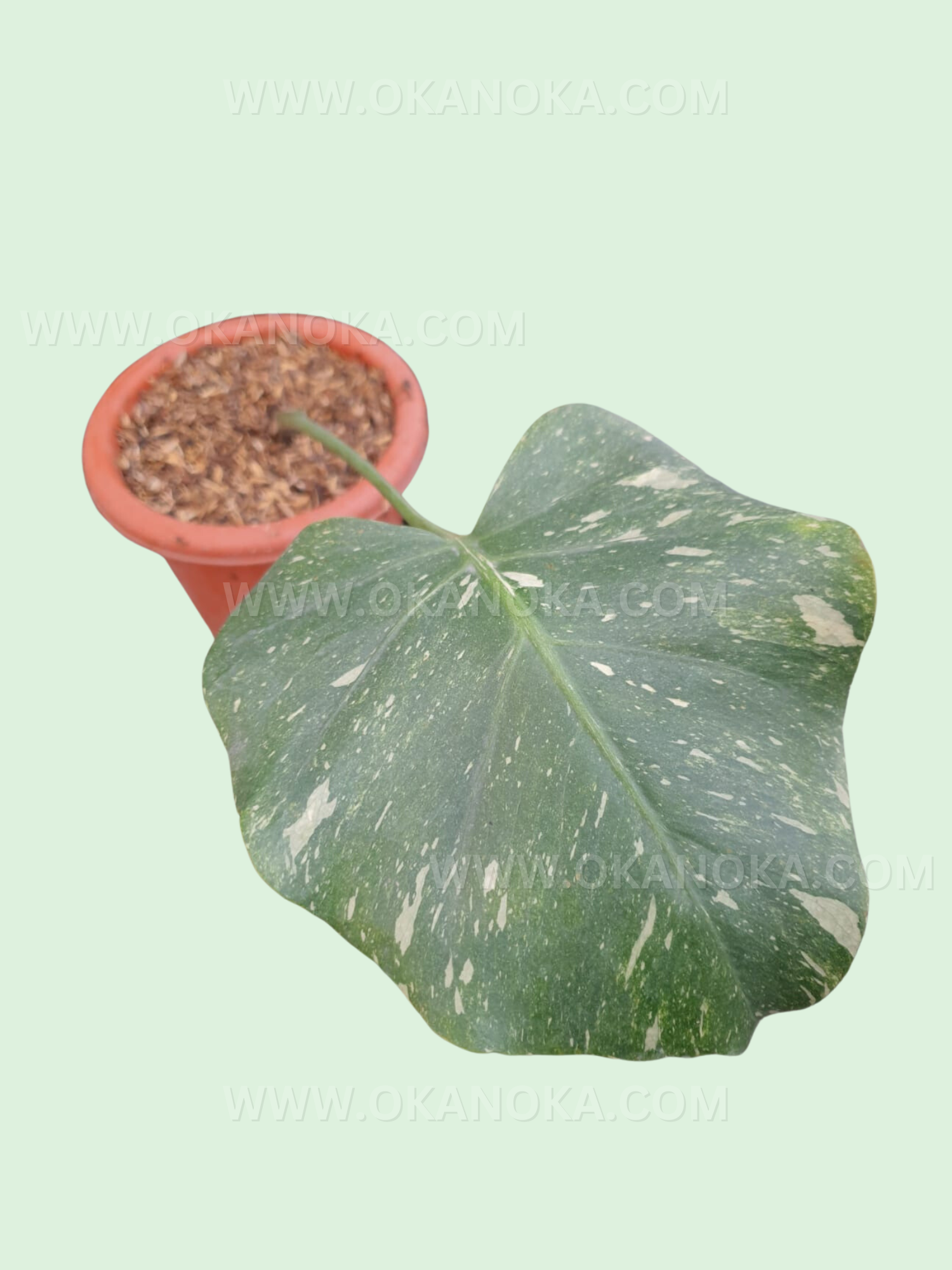monstera constelación Constelación tailandesa de Monstera de corte arraigado – Okanoka