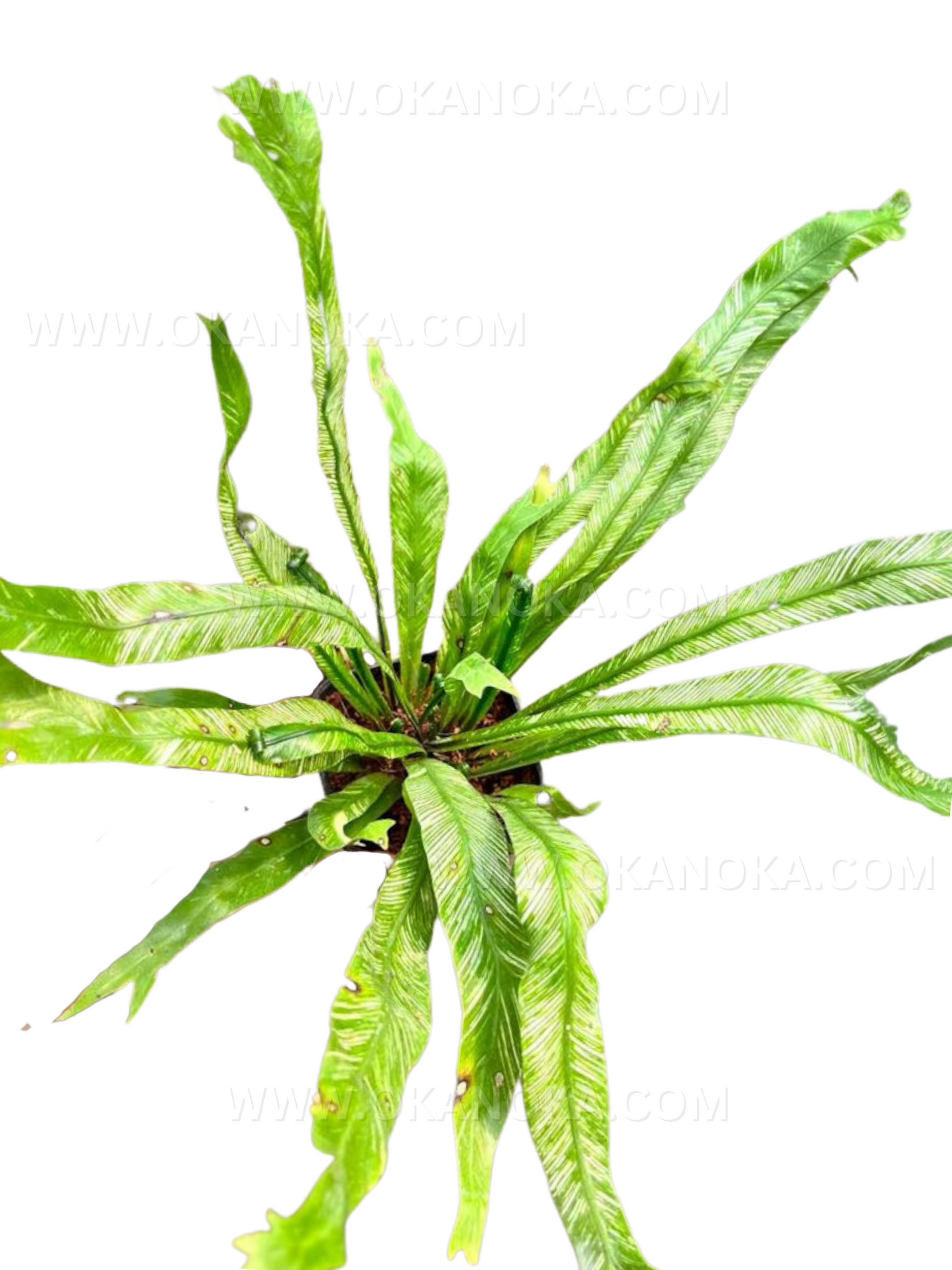 variegated birds nest fern US Store