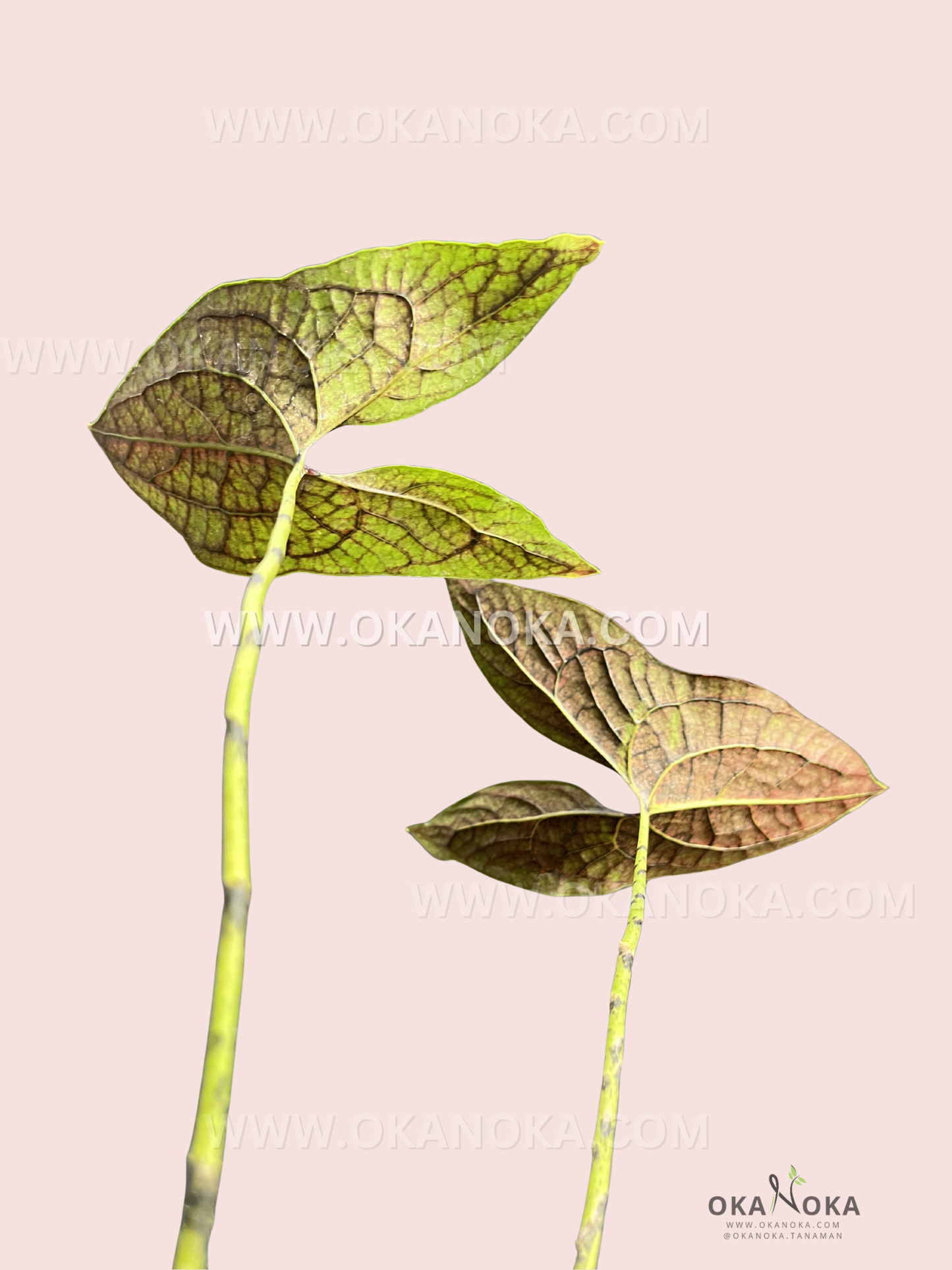 Detailed view of wavy edges and colorful veins of Cyrtosperma Johnstonii Medium Size
 leaves in natural indoor light.