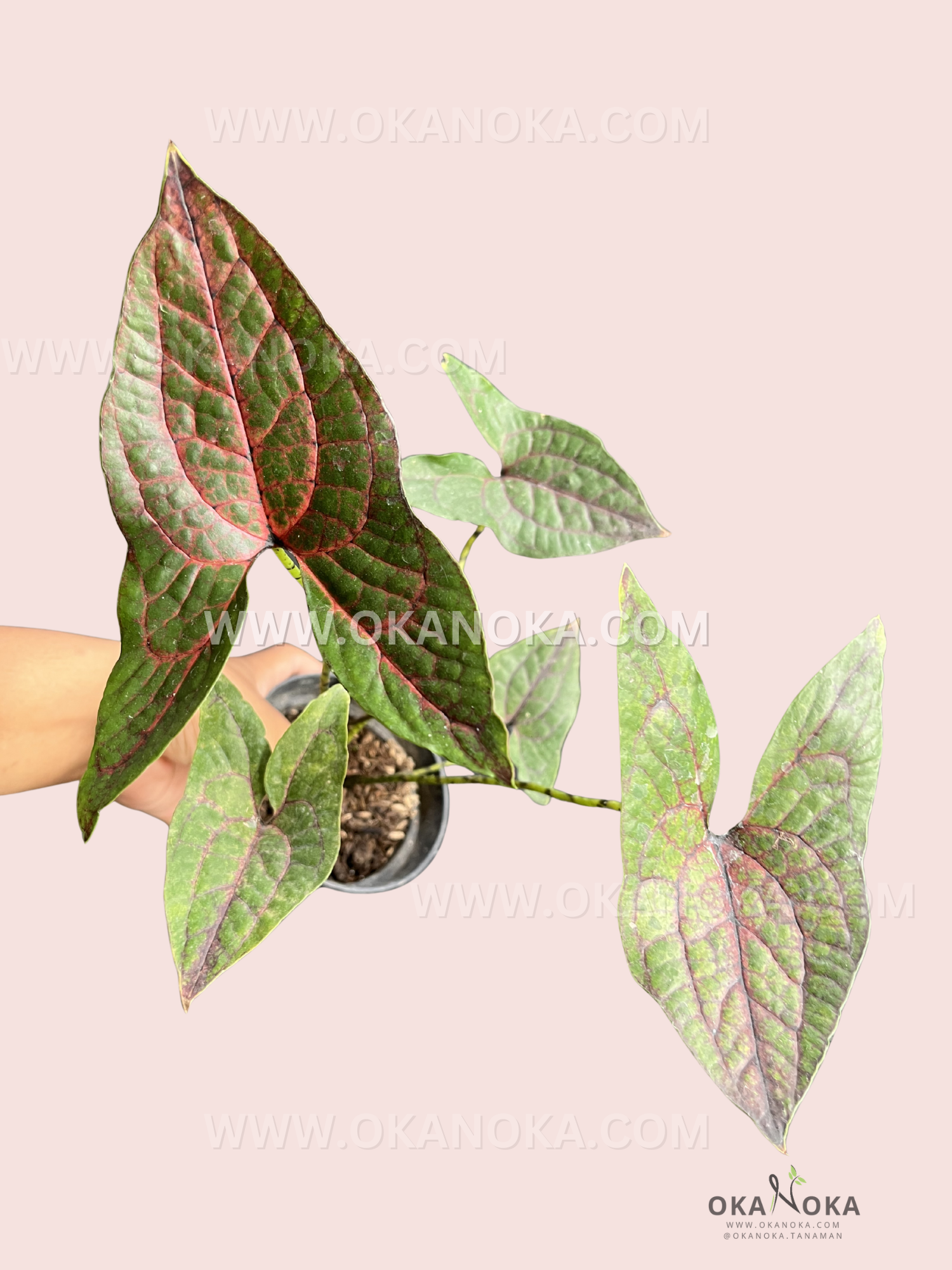 Close-up view of Cyrtosperma Johnstonii leaves showing detailed veining and lush green foliage for indoor plant decoration.