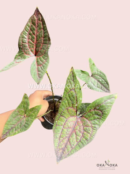 Cyrtosperma Johnstonii medium size plant with deep green broad leaves, held by hand in a pot against a soft pink background.