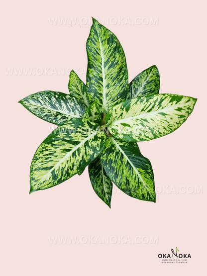 dieffenbachia dumbcane Dieffenbachia Sparkles Dumbcane – Okanoka
