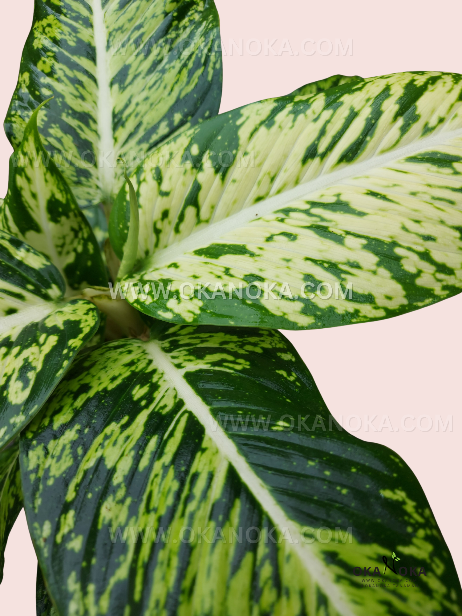 dieffenbachia sparkles Dieffenbachia Sparkles Dumbcane