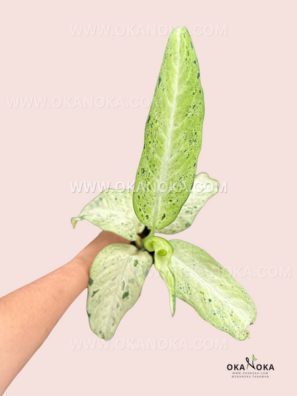 A hand gently holding a Dieffenbachia Camouflage with large, variegated leaves in shades of green and cream.