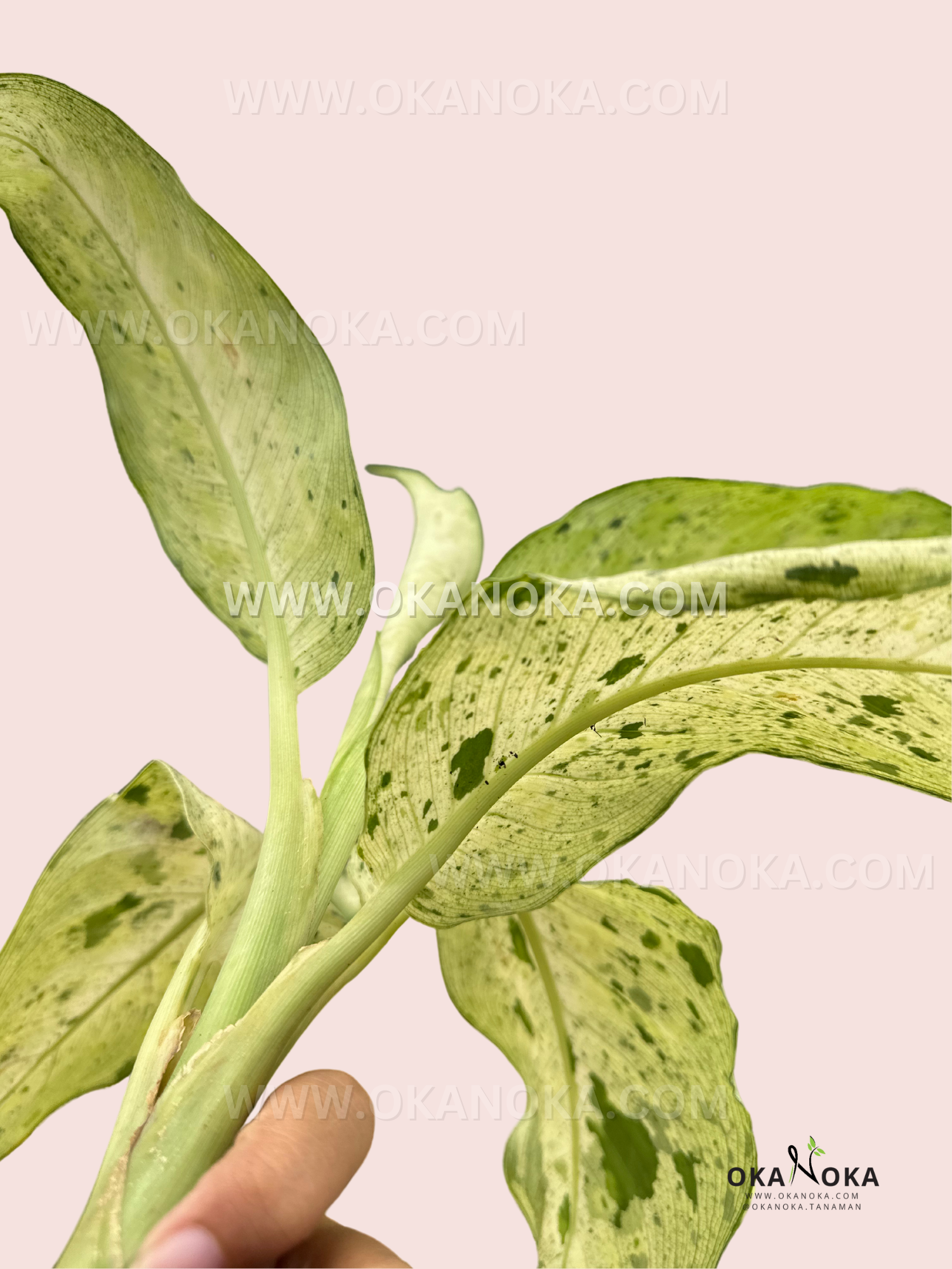 dieffenbachia camouflage Dieffenbachia 'Camouflage'