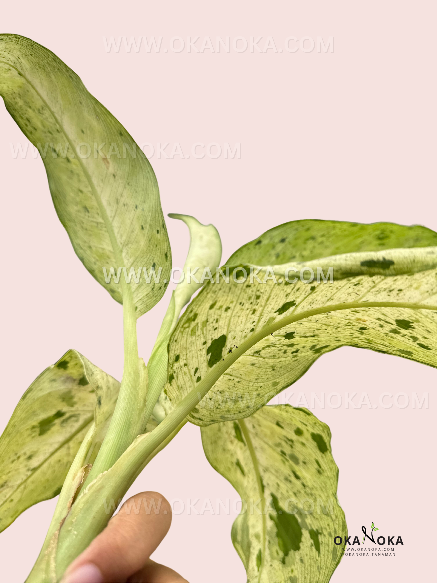 Dieffenbachia Camouflage viewed from behind, displaying its bold and textured foliage.