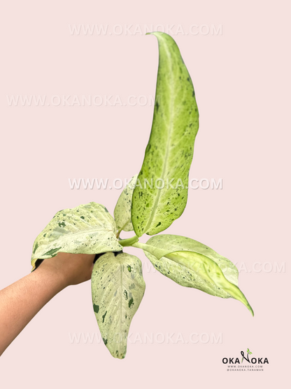 A close-up view of Dieffenbachia Camouflage’s intricate leaves, with subtle green and cream variations blending together.