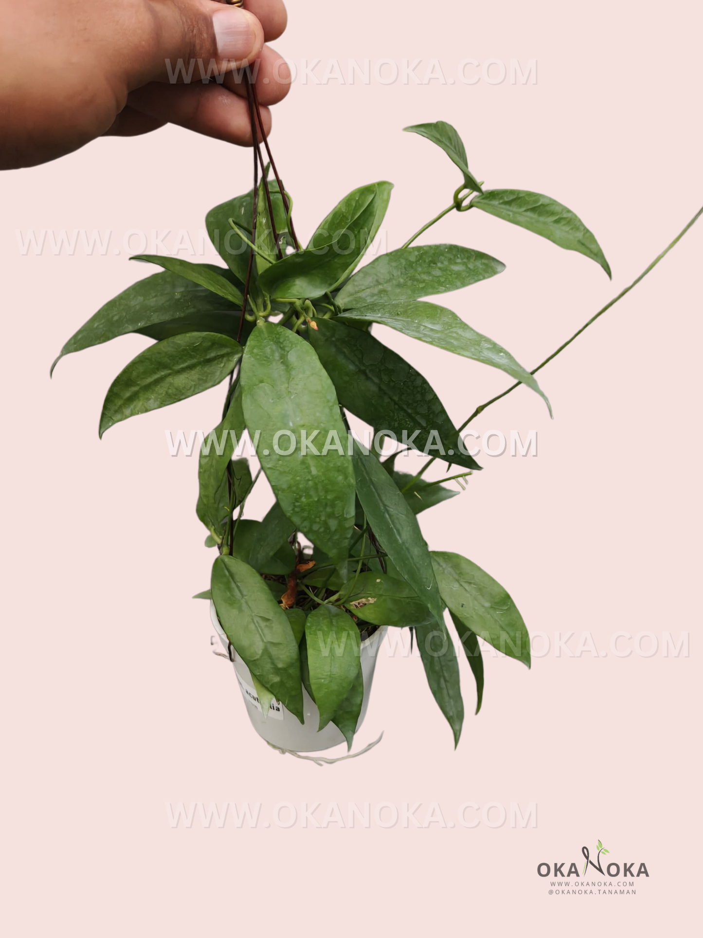 Close-up of Dischidia Acutifolia trailing vines with glossy green leaves.