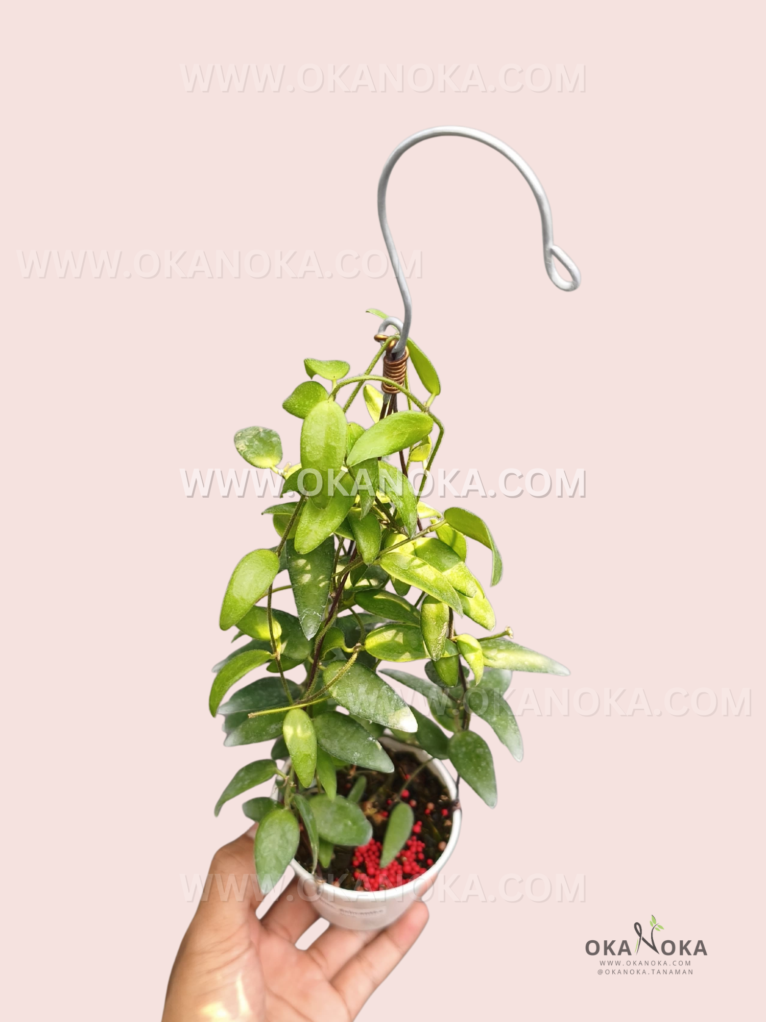 Dischidia Dolichantha live plant with compact green oval leaves and cascading stems in a small nursery pot