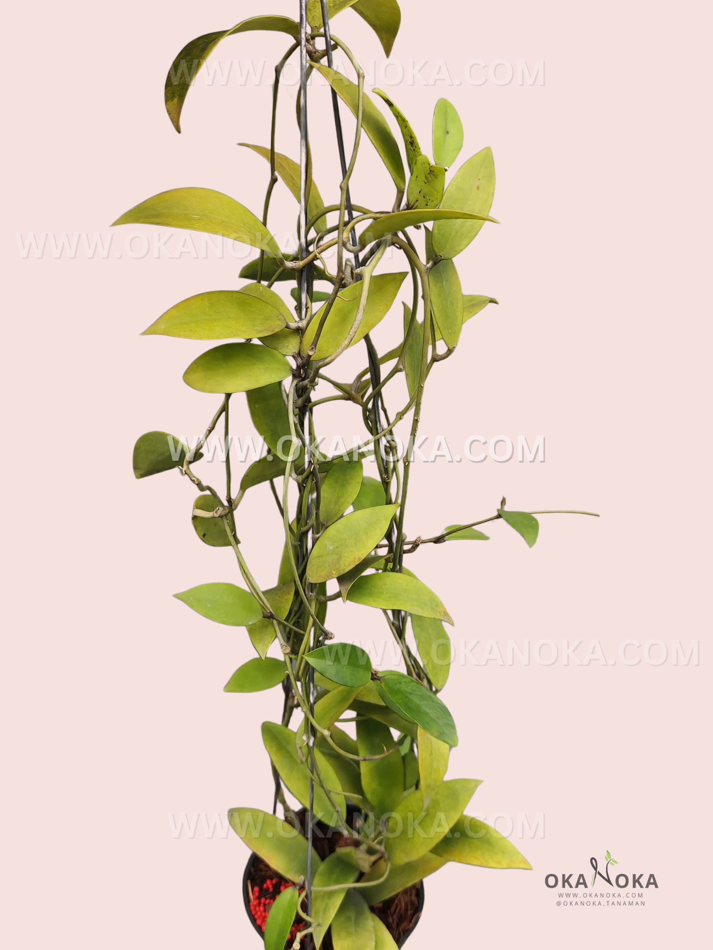 Close-up of Dischidia Fruticulosa trailing vines with green oval leaves.